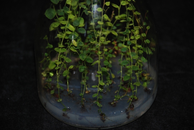 ▲Fig. 1. In vitro plantlets of blueberry