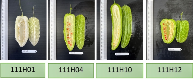 Fig. 2. The bitter gourd fruit performance of four best hybrids such as 111H01、04、10 and 12.