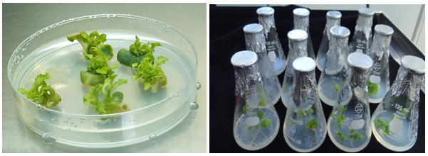 Regenerated plants obtained after Agrobacterium-mediated transformation