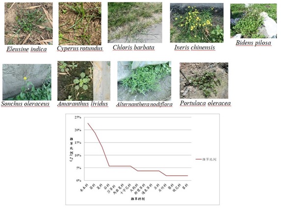 Fig.1. Distribution ratio of weeds and common weeds in melon fields