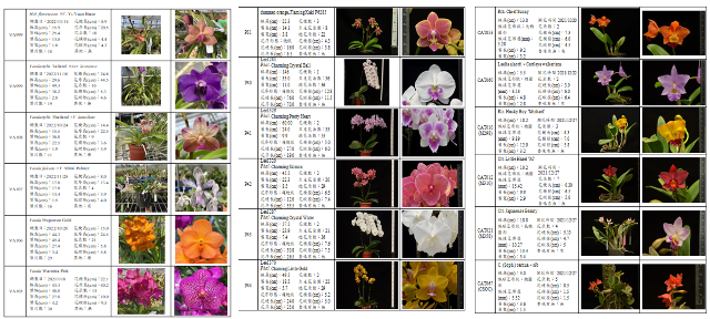 Fig.1. This project has completed the collection of a total of 60 orchid varieties, such as Holcoglossum spp., Rhychonopsis spp. and Cattylea spp.