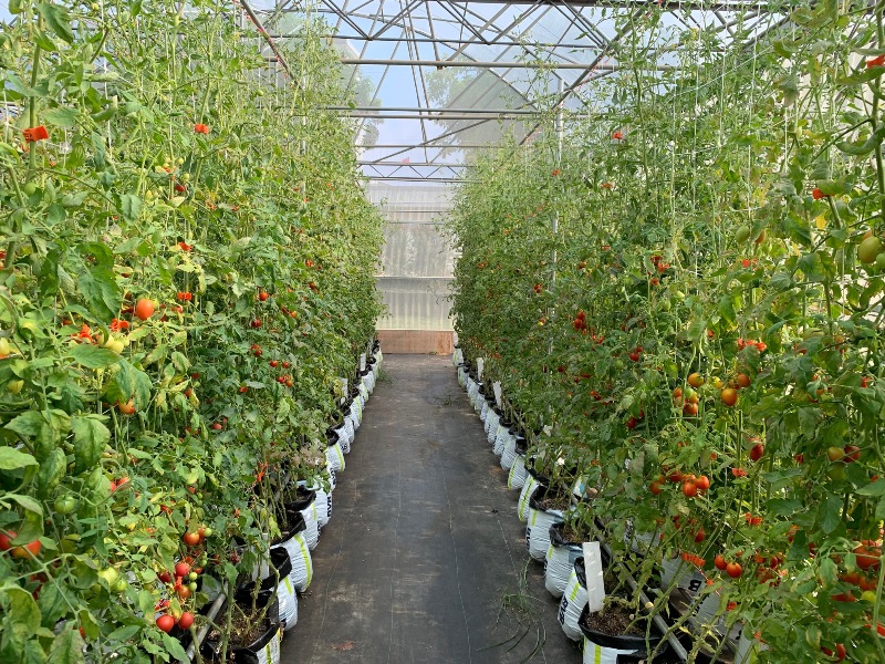 Fig1. Selecting for stress tolerance of tomato in Facility greenhouse.