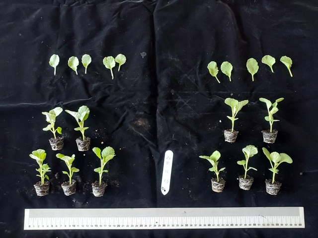 Fig.1. The growth of 'Chuqiu' cabbage 26 days after sowing.