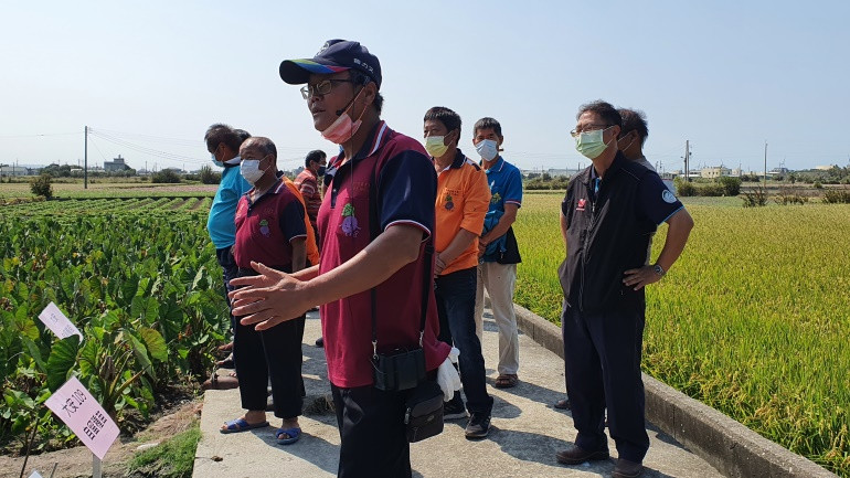 Taro specific virus-free healthy seedlings promotion and observation activities