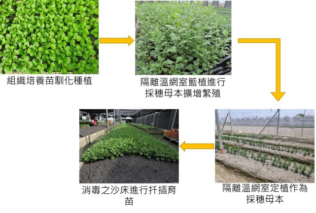 Chrysanthemum healthy seedling amplification propagation process