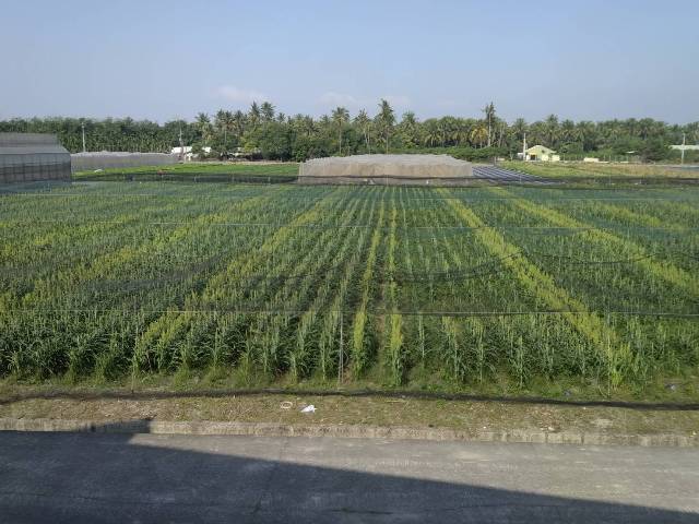 The Production of Sorghum Seed in TSIPS