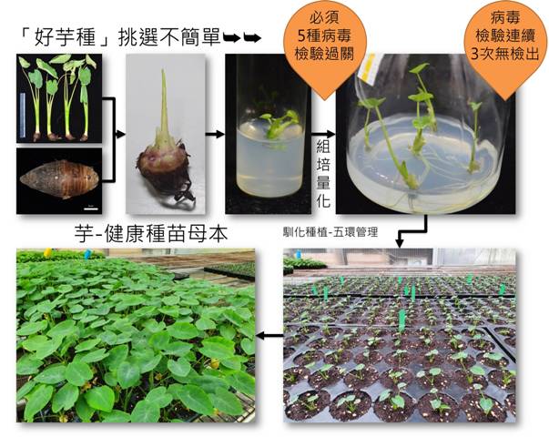 Fig. 1. Production of healthy tissue-cultured seedlings of specific pathogen-free taro.