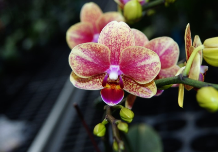 Fig 1. Executing DUS tests of Phalaenopsis ‘HS266001’.(This variety has been granted.)