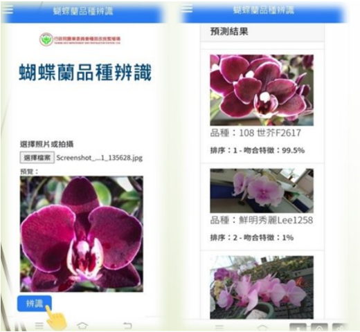 Fig 1. It’s completed the preliminary identification of phalaenopsis species AI identification system up to 99.5%