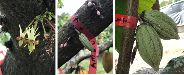 Fruit development after pollination. The picture shows 8 days, 21 days and 69 days after successful pollination.