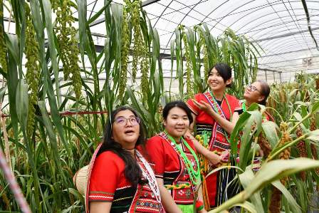 Figure 3: Photo of indigenous people from the Hualien with indigenous millet germplasms in TSIPS nursery.