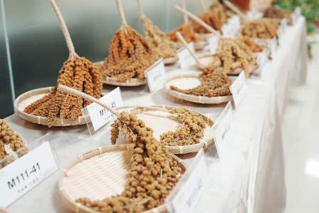 Figure 4: Exhibition of different indigenous millet germplasms.