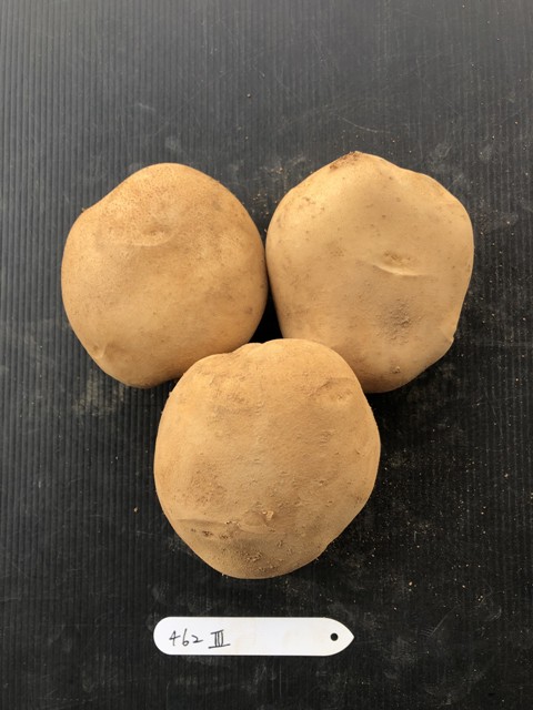 Short oval potato tubers with yellow skin of TSS No 6.