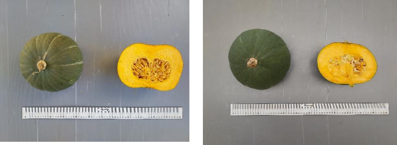 Figure 3. Combination No. 02 (left) has the characteristics of high yield and good eating quality; Combination No. 14 (right) has the characteristics of good peel color and not easy to fade.