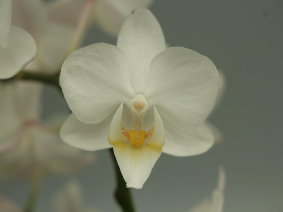 Fig 2. Executing DUS tests of Phalaenopsis ‘DOPHA 7955’.(This variety has been granted.)