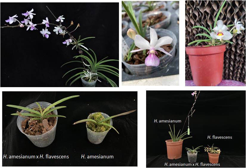 Figure 1. Holcoglossum amesianum x Holcoglossum flavescens, only takes two years from cross-pollination to vase planting and flowering. This shows its short juvenile period. The hybid plant is more tolerant to low temperatures than t Holcoglossum amesianum, the leaves grow at low temperatures of about 5-15°C and remain evergreen.