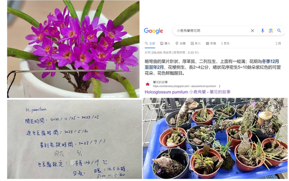 Figure 2. Holcoglossum pumilum was cultivated under low temperature and long-day in a growth chamber. It bloomed in September after 3 months cultivation. It is speculated that low temperature induced flowering in Holcoglossum pumilum.