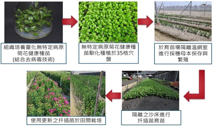 Figure 1. Chrysanthemum healthy seedling amplification propagation process