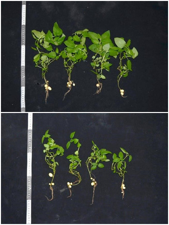 Growth performance of potato 'kennebec' variety treated with normal watering (upper) and 14 days of water shortage (lower)at seedling stage