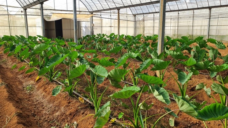 Healthy taro seedling cultivation-the isolated field setting