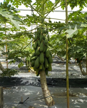 Figure 1. purify of papaya Large-sized fruit line