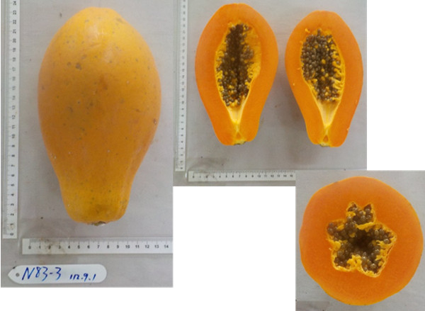 Figure 2. good quality candidate lines for papaya medium-sized fruit lines