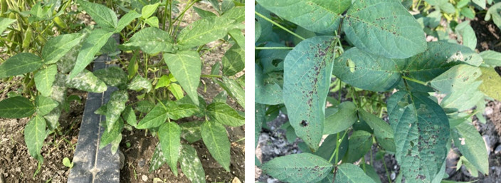 Figure 2. Soybeans are infected by powdery mildew and rust during the growth period.