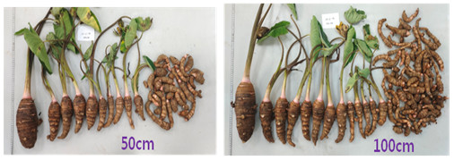 Fig2.The effect of planting spacing on seedling growth.