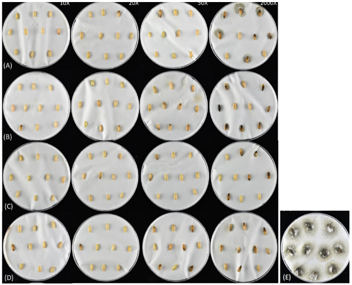 Figure 2. different concentrations of polymycin fungicide mixture coating agent, including methylcellulose (A), gum arabic (B), sodium alginate (C) and xanthan gum (D), on courgette seed vines The control conditions of blight, from left to right, are the dilution concentrations 10X, 20X, 50X and the recommended dilution ratios. (E) is the control group.