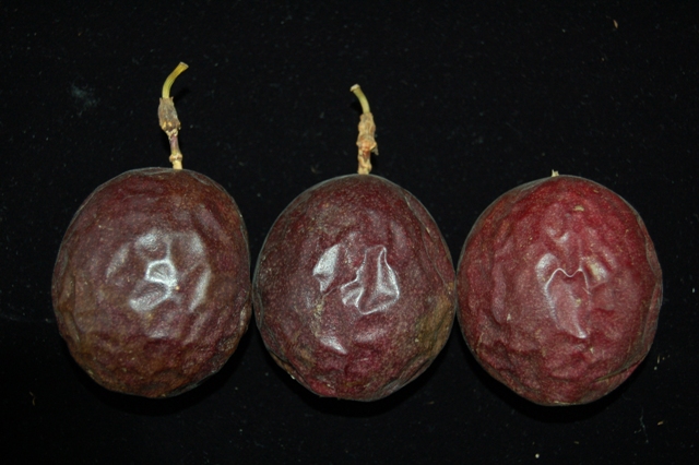 Figure 1. Beauty and flavor Fruit of passion fruit