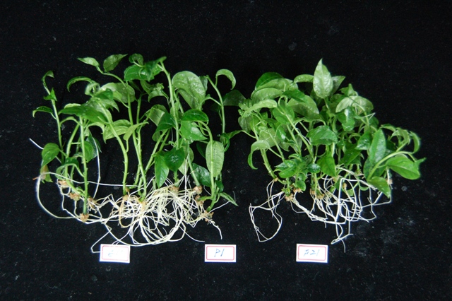 Figure 3. The tissue-cultured seedlings of Passion Fruit 　exhibit a well-established root system.