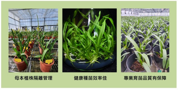 Figure 1. Three stages of healthy oncidium orchid seedling management