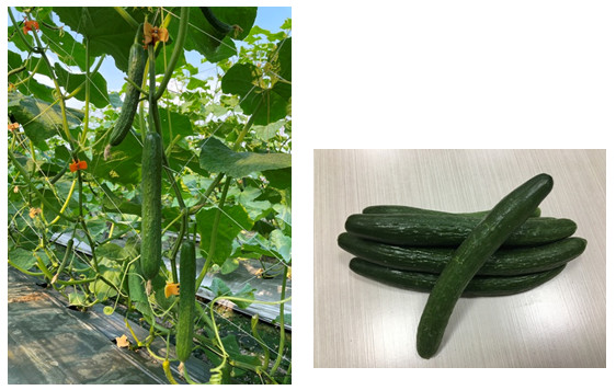 Pig、Cucumber TSS No3 plant(left) and fruit(right)