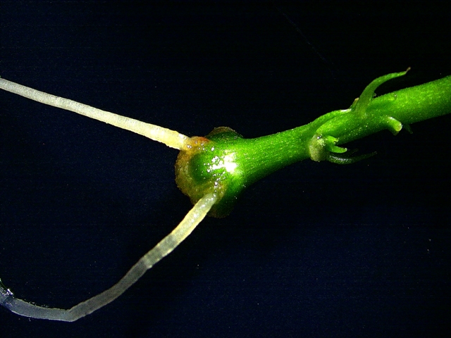 Tissue culture system for rooting in Tainung No. 1 passion fruit plantlet.