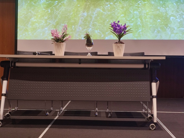 Figure 1. After adjusting the flowering period, the flowering of Holcoglossum pumilum (middle) and its intergeneric hybrids were delayed by more than a month. Presented live at the World Orchid Conference on February 27, 2024.