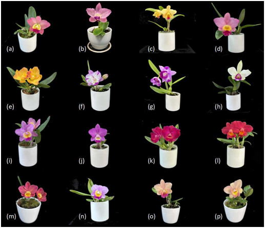 Figure 2. Some hybrids with compact plant size bred in this study.