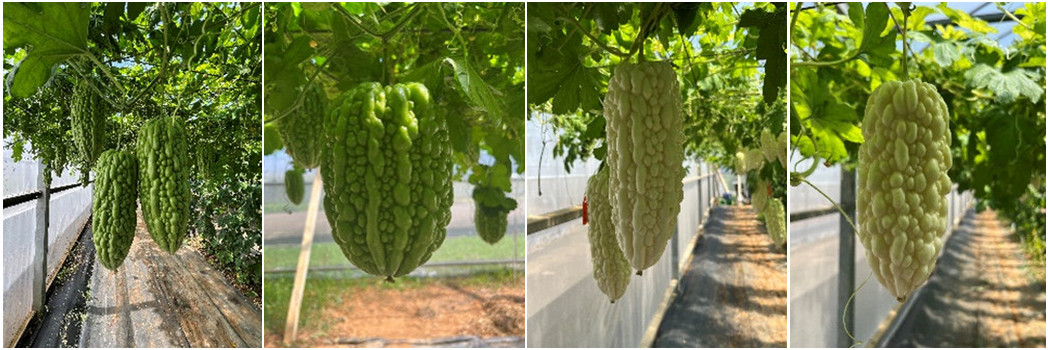 Fig.1. Hybridization of bitter gourd (from left to right : H8, H13, H38, and H40)