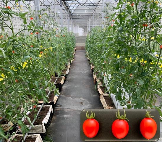 Fig1. Selecting for high-quality of tomato in Facility greenhouse.