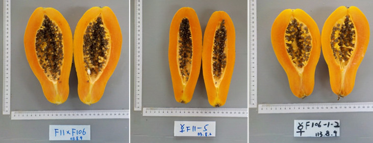 Figure 2. Evaluation of variety traits for superior papaya lines.