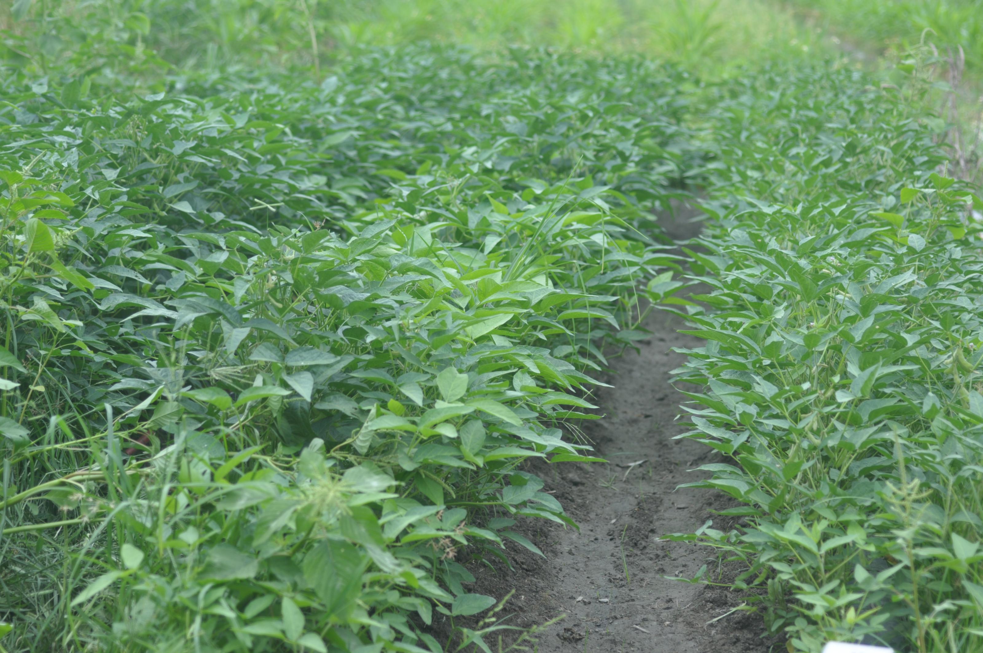 Growth situation in soybean fields.
