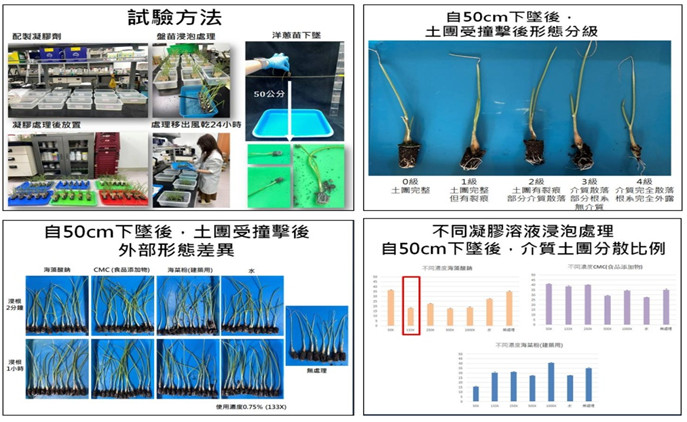 Fig. 3. Onion plug seedling medium configuration and curing treatment