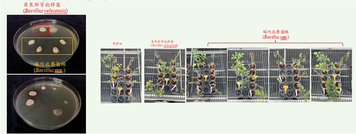 Fig. 5. Screening microbial strains with high biofilm potential by LBGM medium