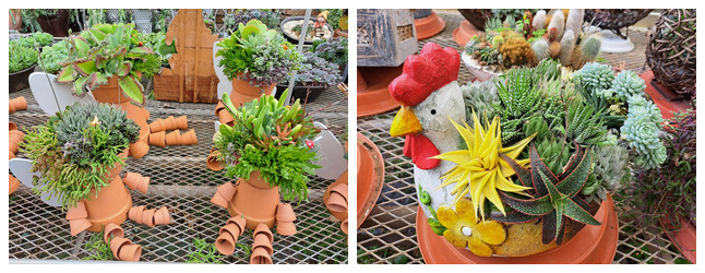 Figure 1. The meticulously crafted succulent plant installations have become a favorite among social media influencers and family travelers.