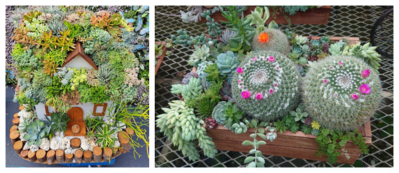 Figure 2.The succulent exhibit at the Xinshe Flower Sea showcases a wide variety of species.