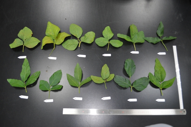 Figure 1. Differences in leaf morphology and field inspection indicators of major soybean varieties in Taiwan.