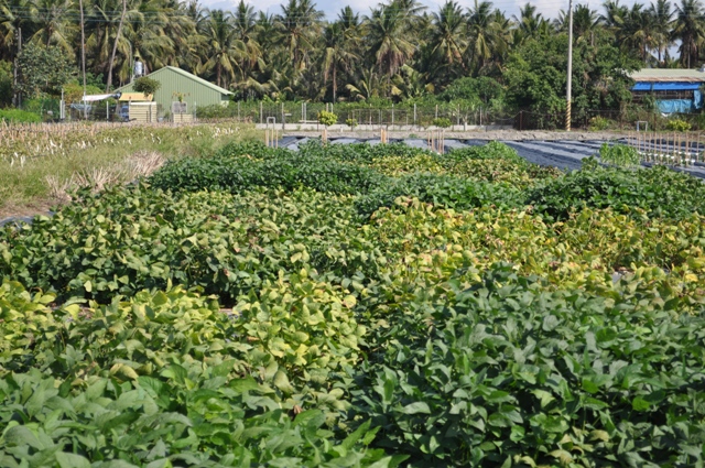 Figure 3. Field cultivation performance of different soybean varieties