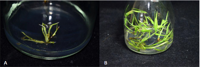 Fig.1. Growth of different strains of green bamboo after 7 generations of continuous propagation through tissue culture, A. Dapang, B. Hongyu.