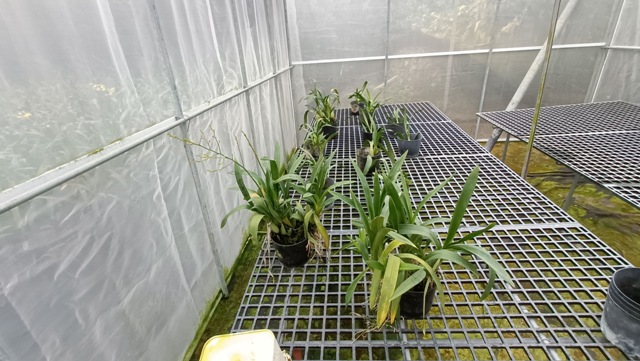 Figure 2. Virus-free healthy Oncidium mother plants confirmed through testing are placed in the mother plant screenhouse.