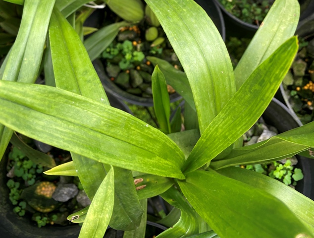 Figure 3. Oncidium leaves with co-infection of CymMV and ORSV exhibit severe mosaic symptoms.