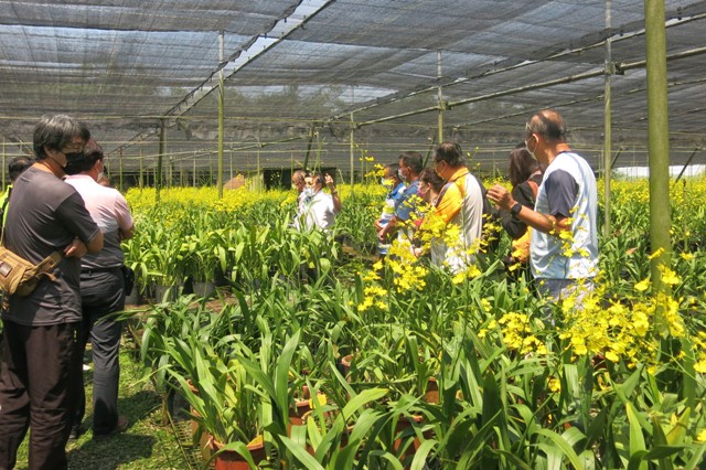 Fig1. TSIP held a variety demonstration meeting for Oncidium in the production area.